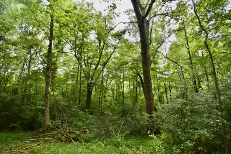 Warrick County Indiana Land For Sale - image 13