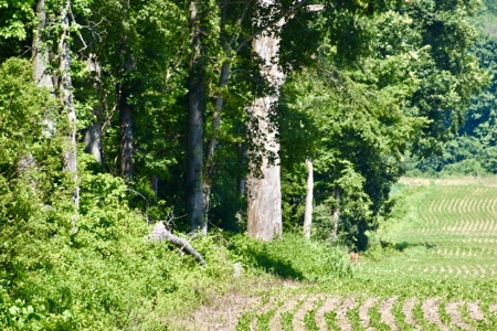 Warrick County Indiana Land For Sale - image 29