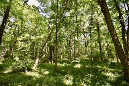 Warrick County Indiana Land For Sale - image 22