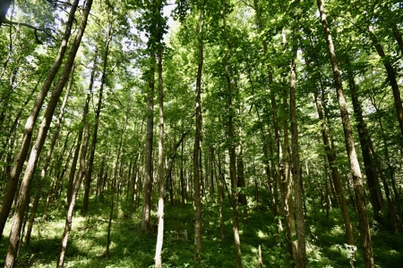 Warrick County Indiana Land For Sale - image 26