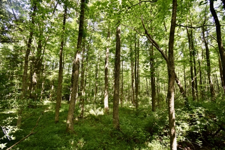 Warrick County Indiana Land For Sale - image 24
