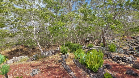 Sustainable 4-acre retreat w/4 BR workshop & organic gardens in Hawaii - image 42