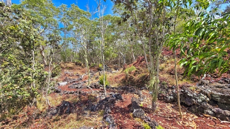 Sustainable 4-acre retreat w/4 BR workshop & organic gardens in Hawaii - image 44