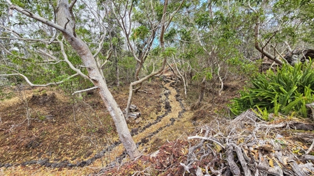 Sustainable 4-acre retreat w/4 BR workshop & organic gardens in Hawaii - image 31