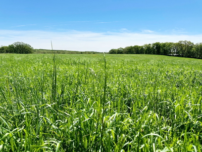 Cedar County Missouri Pasture Land For Sale - image 5