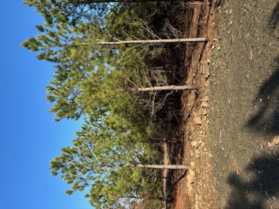 Nashoba, Ok Land For Sale - Hardy Creek Estates Tract 12 - image 19