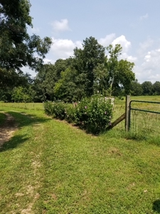 Ozarks Hobby/Homesteader Property For Sale Camp Arkansas - image 43