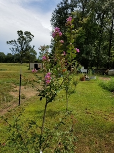 Ozarks Hobby/Homesteader Property For Sale Camp Arkansas - image 46