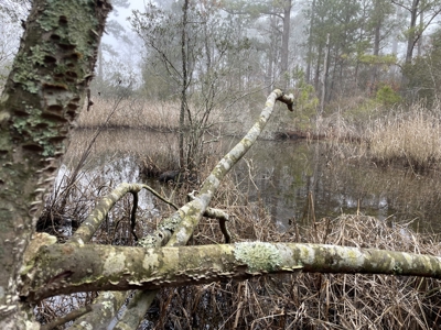 Waterfront Property for Sale, Hyde County NC - image 37