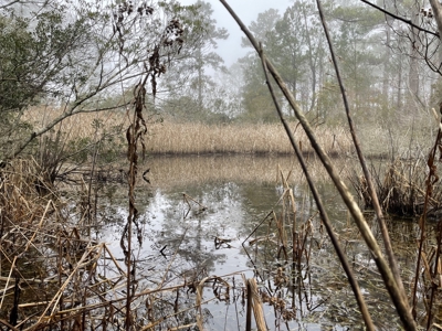 Waterfront Property for Sale, Hyde County NC - image 38