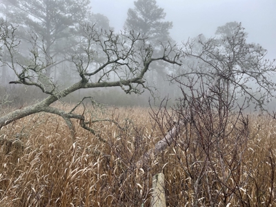 Waterfront Property for Sale, Hyde County NC - image 46