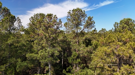 Waterfront Property for Sale, Hyde County NC - image 5