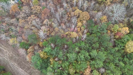 Land For Sale In Tn. Hardwoods, 3.45 Acres+/- Selmer, Tn - image 9