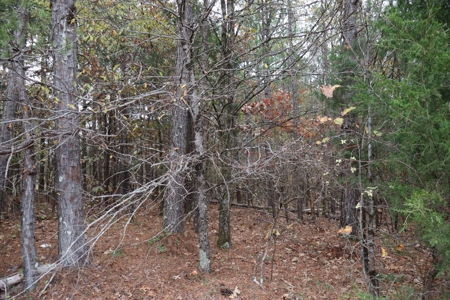 Land For Sale In Tn. Hardwoods, 3.45 Acres+/- Selmer, Tn - image 4