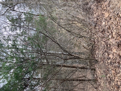 Hunting/Recreational Land In Sharp County Arkansas - image 8
