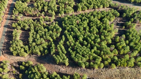 Nashoba, Ok Land For Sale - Hardy Creek Estates Tract #9 - image 3