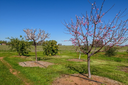Golden Bear Estates Country Home & 2 Shops in Winters, CA for Sale - image 48