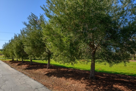 Golden Bear Estates Country Home & 2 Shops in Winters, CA for Sale - image 12