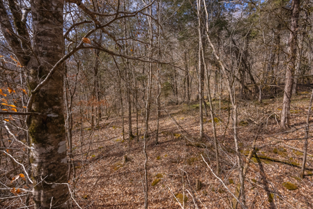 Online-Only Auction – Clinch Riverfront Unrestricted Land Hancock County Tennessee - image 46