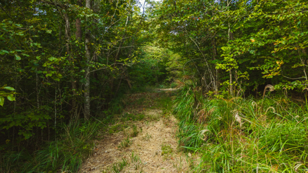 Secluded Riverfront Paradise in East Tennessee's Wilderness - image 14