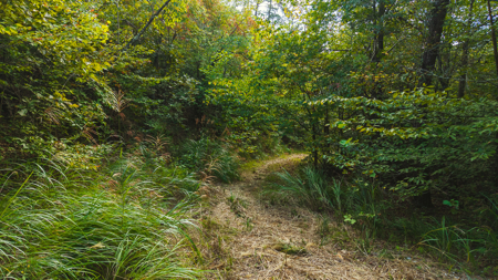 Secluded Riverfront Paradise in East Tennessee's Wilderness - image 15