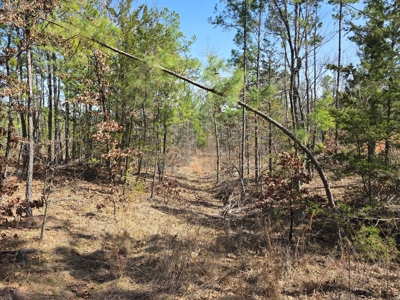 19.5 Acre Off-Grid Cabin Building Location – Mountain Views - image 16