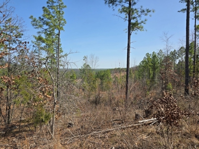 19.5 Acre Off-Grid Cabin Building Location – Mountain Views - image 7