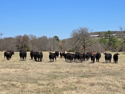 Southeast Oklahoma Cattle Ranch For Sale - image 12
