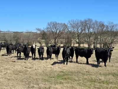 Southeast Oklahoma Cattle Ranch For Sale - image 33