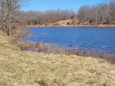 Ozarks Cabin And Hobby Farm/Recreational Acreage - image 9