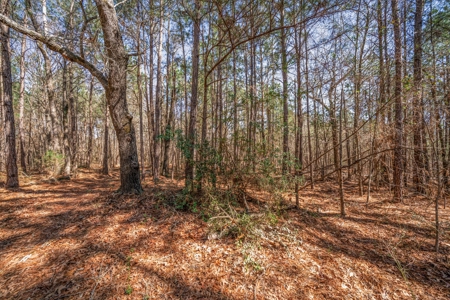 65+ Acre Ranch for Sale in Marshall, TX - image 40