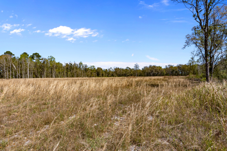 6+ Acres of Prime Agricultural Land in Hawthorne, FL - Perfect for Your Country Home - image 5
