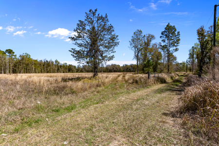 6+ Acres of Prime Agricultural Land in Hawthorne, FL - Perfect for Your Country Home - image 3
