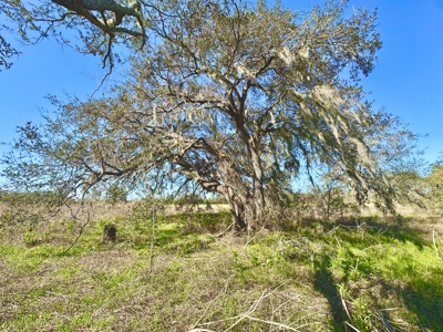 Land For Sale In Lafayette County Florida! - image 2