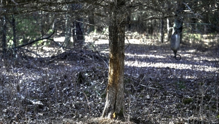 Premier Hunting and Recreational Property in Monroe County - image 12