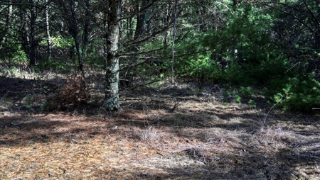 Premier Hunting and Recreational Property in Monroe County - image 24
