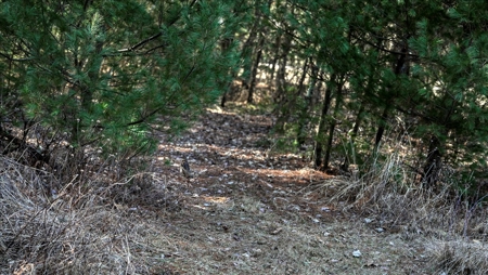 Premier Hunting and Recreational Property in Monroe County - image 4