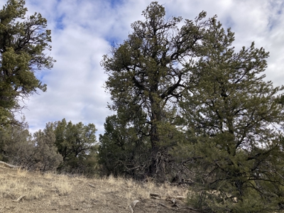 Beautiful 10 Acre Parcel Near Chama and Tierra Amarilla! - image 10