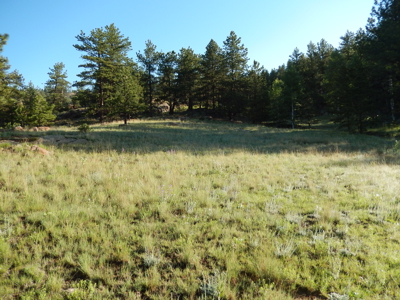 Colorado Mountain Land: 42 Acres With Trees- Views -Rock Formations- Mt Pisgah Views - image 25