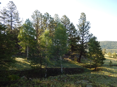 Colorado Mountain Land: 42 Acres With Trees- Views -Rock Formations- Mt Pisgah Views - image 26