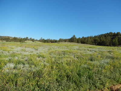 Colorado Mountain Land: 42 Acres With Trees- Views -Rock Formations- Mt Pisgah Views - image 10