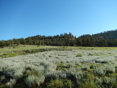 Colorado Mountain Land: 42 Acres With Trees- Views -Rock Formations- Mt Pisgah Views - image 9