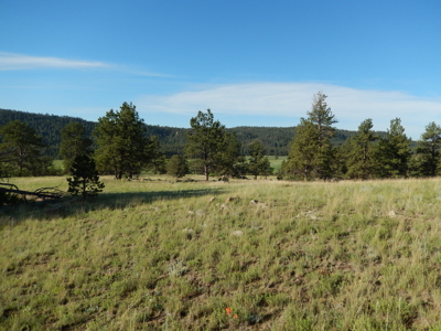 Colorado Mountain Land: 42 Acres With Trees- Views -Rock Formations- Mt Pisgah Views - image 19
