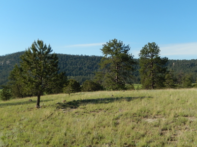 Colorado Mountain Land: 42 Acres With Trees- Views -Rock Formations- Mt Pisgah Views - image 8