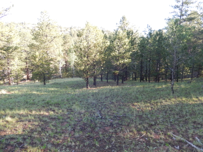 Colorado Mountain Land: 42 Acres With Trees- Views -Rock Formations- Mt Pisgah Views - image 29