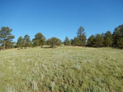 Colorado Mountain Land: 42 Acres With Trees- Views -Rock Formations- Mt Pisgah Views - image 13