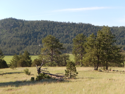 Colorado Mountain Land: 42 Acres With Trees- Views -Rock Formations- Mt Pisgah Views - image 3