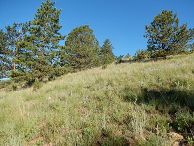 Colorado Mountain Land: 42 Acres With Trees- Views -Rock Formations- Mt Pisgah Views - image 30