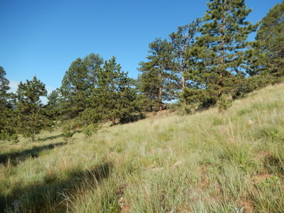 Colorado Mountain Land: 42 Acres With Trees- Views -Rock Formations- Mt Pisgah Views - image 31
