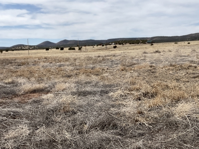 Large Land Parcel for Sale in Seligman AZ with Access to Power and Good Roads - image 10